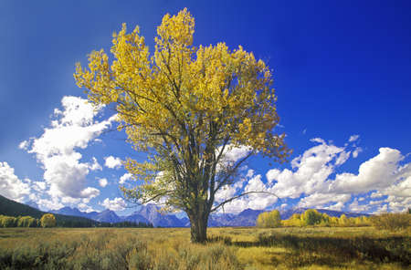 Cottonwood tree in fall colors, Grand Teton National Park, Jackson, WYのeditorial素材