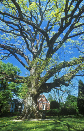 Oldest oak tree in United States, East Shore, Oxford, MDのeditorial素材