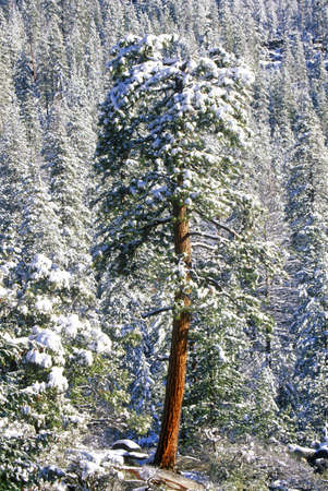 Forest in snow, Yosemite National Park, CAのeditorial素材