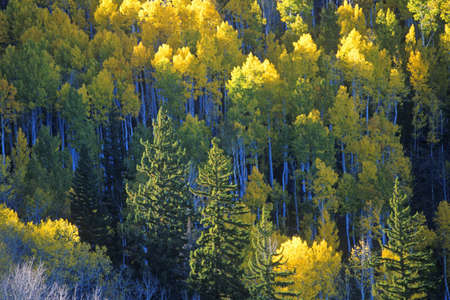Autumn colors Santa Fe National Park, NMのeditorial素材
