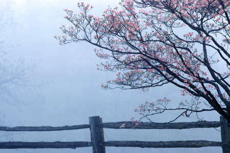 Dogwoods and split rail fence in spring fog, Monticello, Charlottesville, VAのeditorial素材