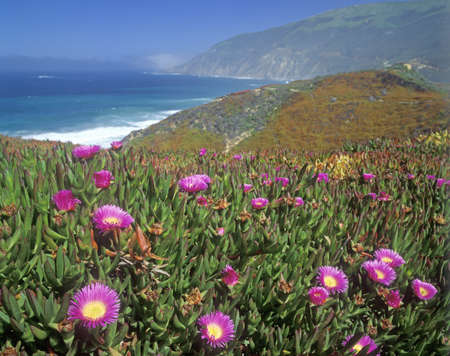 Wildflowers along Pacific Coast Highway, CAのeditorial素材