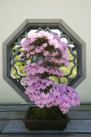 Japanese Bonsai tree in National Arboretum, Washington D.C.のeditorial素材