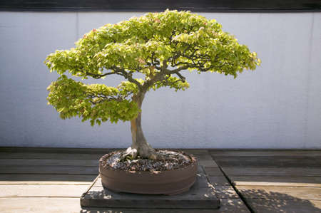 Japanese Bonsai tree in National Arboretum, Washington D.C.のeditorial素材