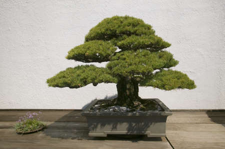 Japanese Bonsai tree in National Arboretum, Washington D.C.のeditorial素材
