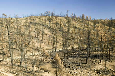 View of fire damage from Day Fire, 2006, along Lockwood Valley Road (near Pine Mnt. and Frazier...