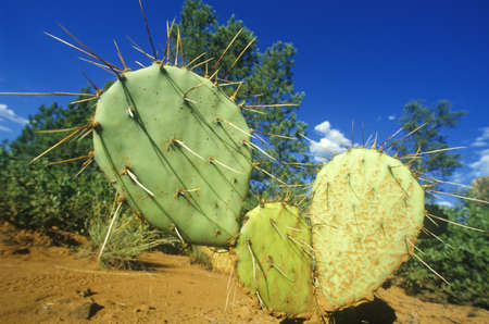 Cactus, Sedona, AZ, Route 89のeditorial素材