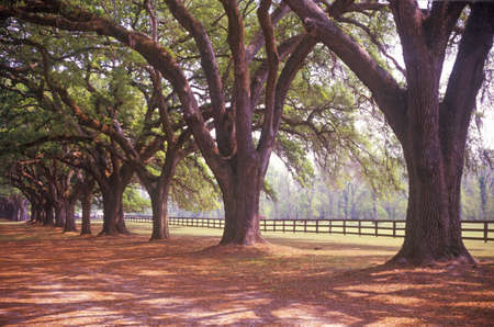 Tree lined road at Boone Hall Plantation, Charleston, SCのeditorial素材