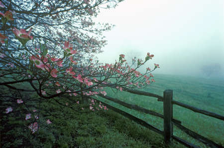 Dogwoods and split rail fence in spring fog, Monticello, Charlottesville, VAのeditorial素材