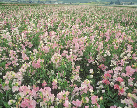 Field of flowers, Lompoc, CAのeditorial素材