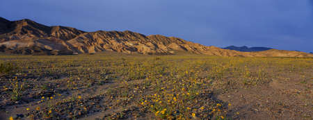Spring Wildflowers, Death Valley, Californiaのeditorial素材