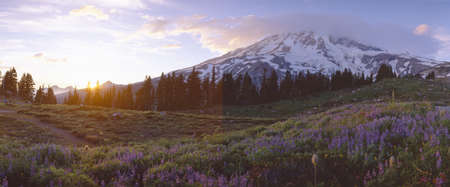 Wildflowers at sunset near Mount Rainier, Washingtonのeditorial素材