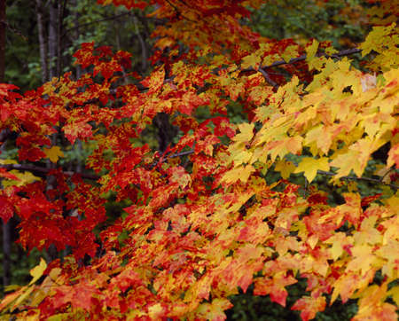 Autumn colors in New Englandのeditorial素材