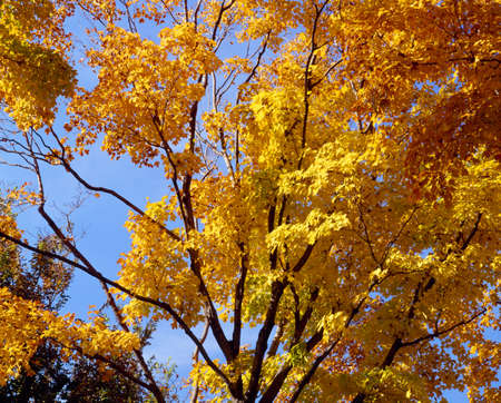 Autumn colors in Washington DCのeditorial素材