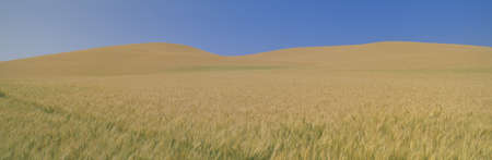 Wheat Fields, S.E. Washingtonのeditorial素材