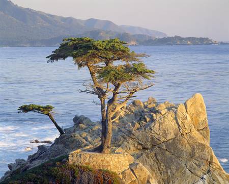 Famous lone cypress along 17 Mile Drive, Pebble Beach, Californiaのeditorial素材