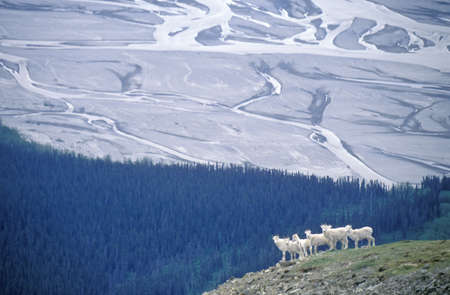Dall sheep in St. Elias National Park, Wrangell, Alaska のeditorial素材
