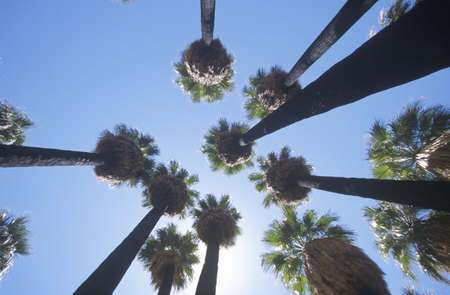 Looking up at indigenous palms in Palm Canyon, Palm Springs, California, home of Cahuilla peoplesのeditorial素材