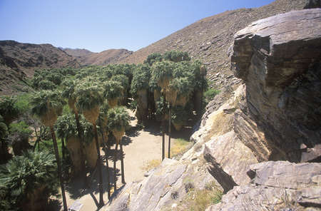 Overview of  Murray Canyon, with indigenous palms in Palm Canyon, Palm Springs, California, home of Cahuilla peoplesのeditorial素材