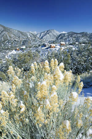 Snowy landscape after winter storm in Pine Mountain Club, Kern County, Southern Californiaのeditorial素材