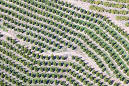 Aerial view of orange grove in Ventura County, Ojai, Californiaのeditorial素材
