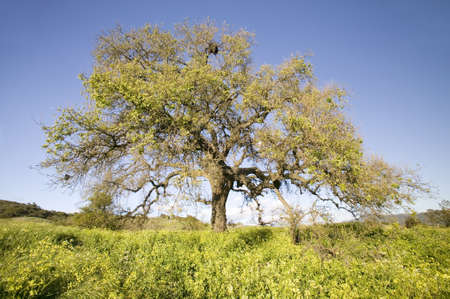 California Oak tree in spring field of flowers near Lake Casitas in Ventura County, Ojai, CAのeditorial素材