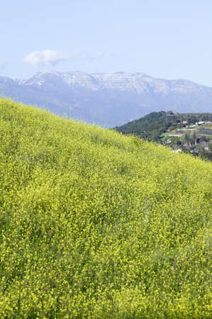 Yellow mustard plant grows in green spring field near Lake Casitas with Topa Topa Mountains in view in Ventura County near Ojai, Californiaのeditorial素材