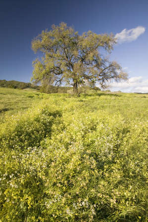 California Oak tree in spring field of flowers near Lake Casitas in Ventura County, Ojai, CAのeditorial素材
