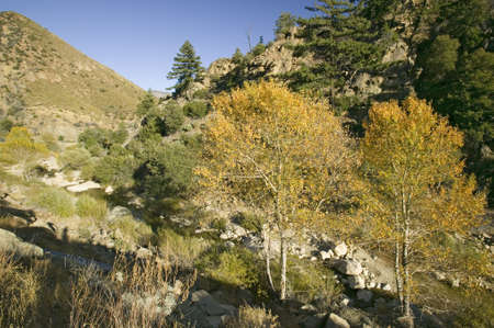 Cottonwoods with autumn color on highway 33 in Las Padres National Forest, Southern California near Ojaiのeditorial素材