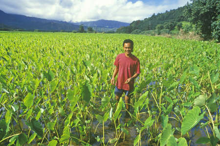 Man Standing in Taro Field, Kauai, Hawaiiのeditorial素材