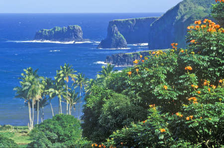 Coastline with Palm Trees and Flowers, Maui, Hawaiiのeditorial素材