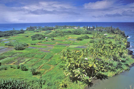 Fields by the Ocean in Oahu, Hawaiiのeditorial素材