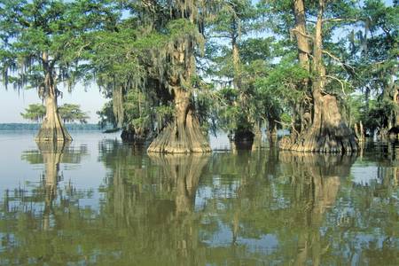 Cypress Trees in the Bayou, Lake Fausse Pointe State Park, Louisianaのeditorial素材