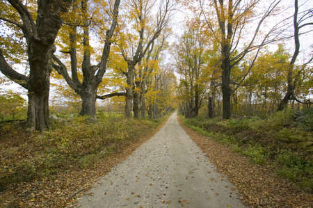 Backroads in autumn on Mohawk Trail in western Massachusetts, New Englandのeditorial素材