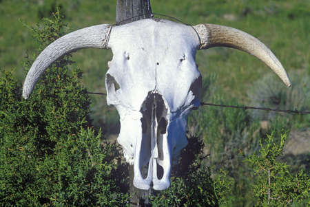 Skull of Texas Longhorn Steer in Taos, NMのeditorial素材