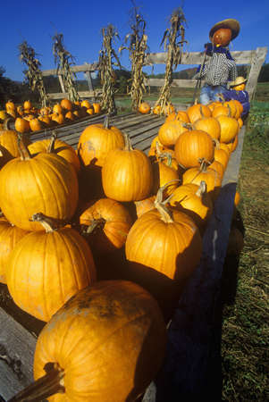 Pumpkin patch with scarecrows along Scenic Route 100, VTのeditorial素材