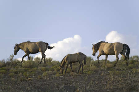 Wild horses walking on hillside at sunset at the Black Hills Wild Horse Sanctuary, the home to America's largest wild horse herd, Hot Springs, South Dakotaのeditorial素材