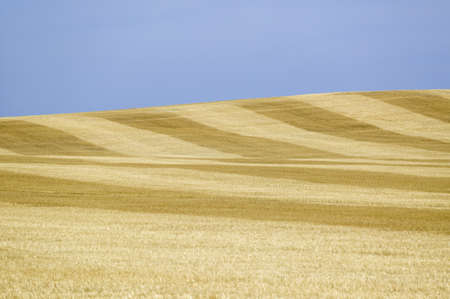 Field of grain alongside US 34, South Dakotaのeditorial素材