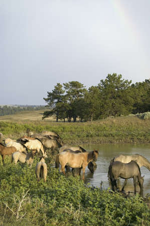 Large group of wild horses wading into pond at Black Hills Wild Horse Sanctuary, the home to America's largest wild horse herd, Hot Springs, South Dakotaのeditorial素材