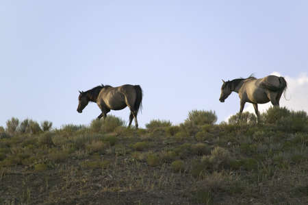 Wild horses walking on hillside at sunset at the Black Hills Wild Horse Sanctuary, the home to America's largest wild horse herd, Hot Springs, South Dakotaのeditorial素材
