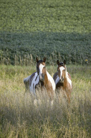 Two brown and white Pinto horses in countryside of Nebraskaのeditorial素材