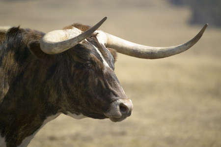Close-up of Texas Longhorn next to historic Fort Robinson, Nebraska