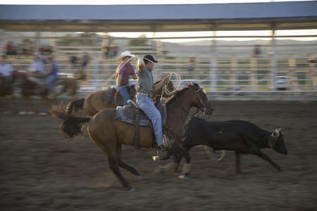 Cowboys lassoing cow at PRCA Rodeo at Lower Brule, Lyman County, Lower Brule Sioux Tribal...