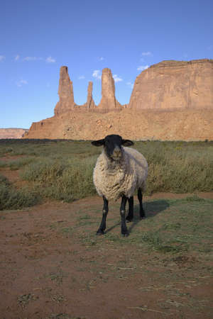 Sheep posing in front of red buttes and colorful spires of Monument Valley Navajo Tribal Park, Southern Utah near Arizona borderのeditorial素材
