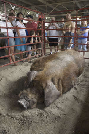 World's largest hog being viewed at Iowa State Fair, Des Moines, Iowa, August, 2007のeditorial素材