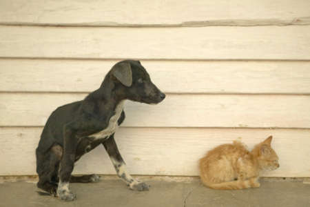 Skinny kitten and puppy  in the Valle de Viales, in central Cubaの写真素材