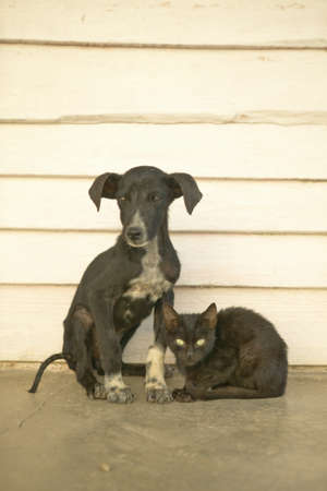 Skinny kitten and puppy in the Valle de Viales, in central Cubaの写真素材