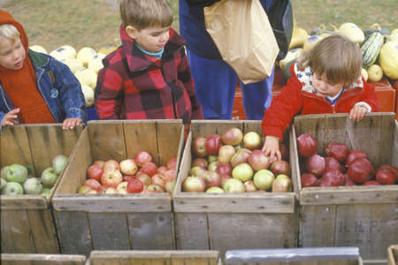 Children selecting apples in New England on Halloweenのeditorial素材