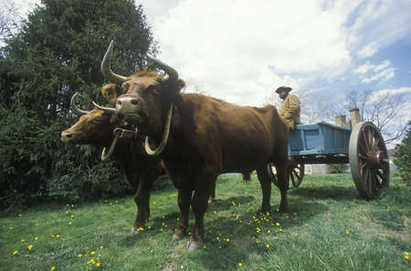 Living History scene of early colonial life in Williamsburg, Virginia showing oxen drawn wagonのeditorial素材