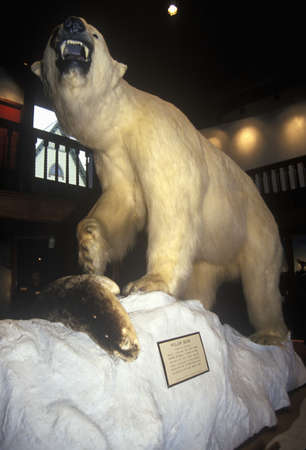 Stuffed Polar Bear in Fairbanks Museum/Planetarium in St. Johnsbury, VTのeditorial素材